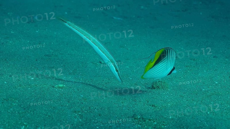 Butterfly fish with Wrasse fish feeds on the sandy bottom. Cross Stripe Butterfly