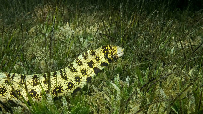 Close-up of Moray slowly swims in green seagrass. Snowflake moray