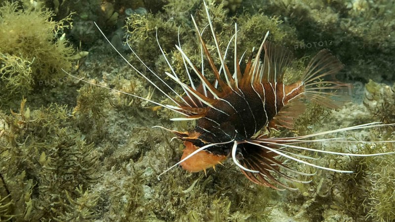 Radial Firefish