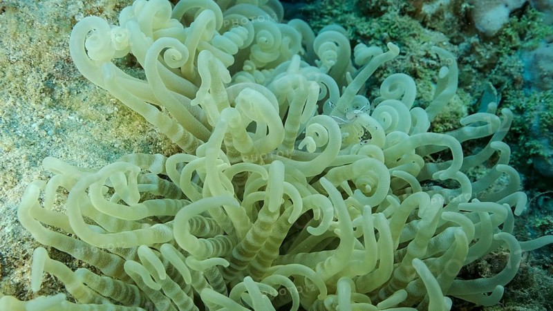 Small transparent shrimp sits on an anemone. Red Sea