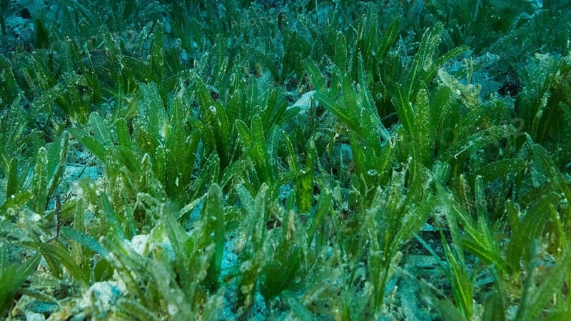 Close-up of the Halophila seagrass. Camera moving forwards above seabed covered with green seagrass. Underwater landscape. Red sea