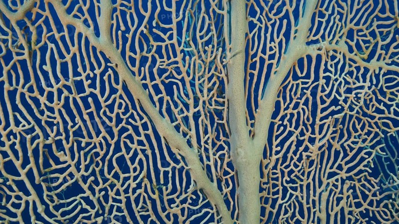 Details of the soft coral