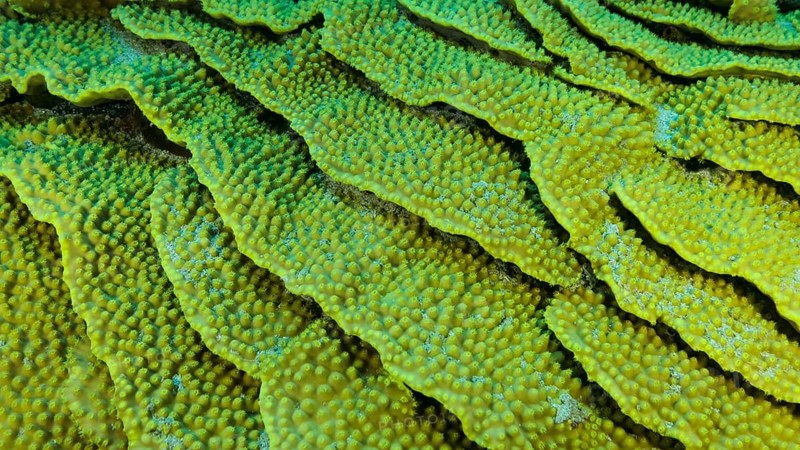 Details of the Lettuce coral or Yellow Scroll Coral