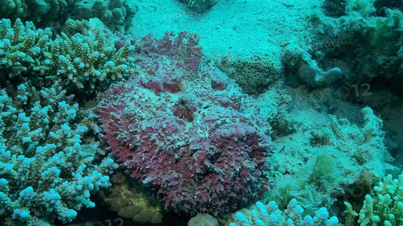 Close-up of pink Stonefish lies on corals. Reef Stonefish