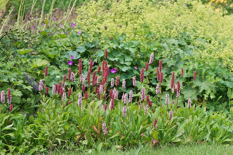 Snail's knotweed
