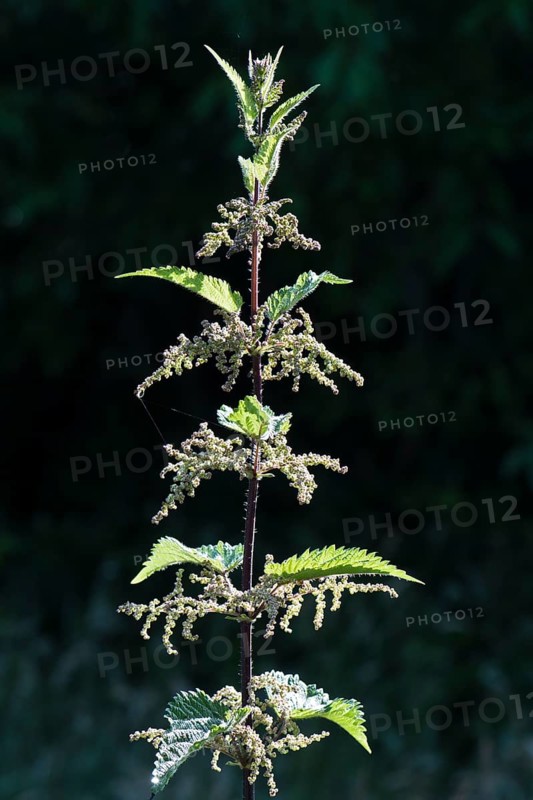Stinging nettle