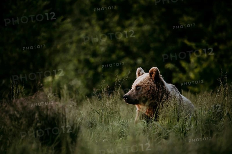 Brown bear