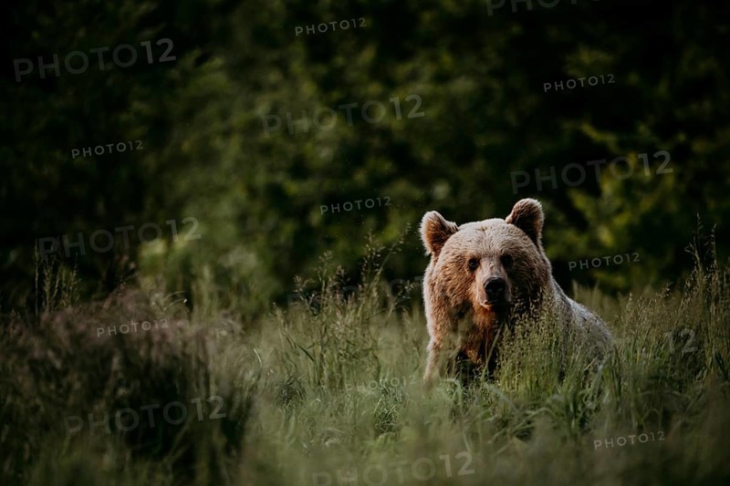 Brown bear