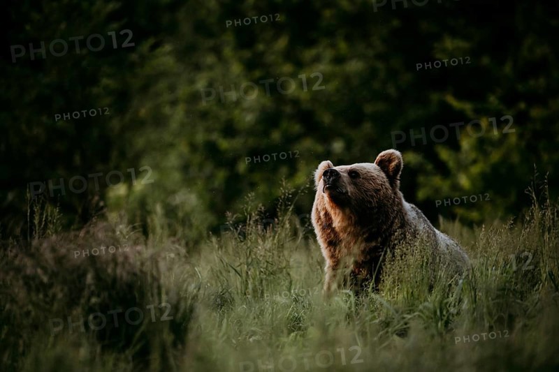Brown bear