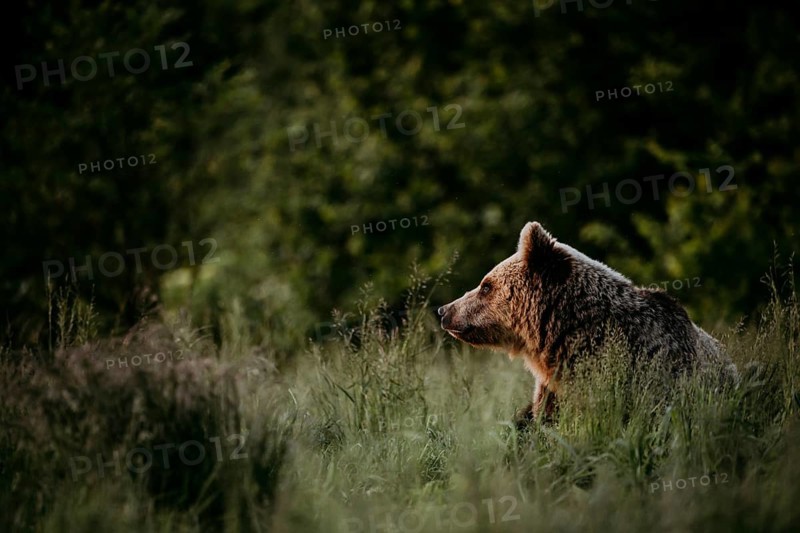 Brown bear