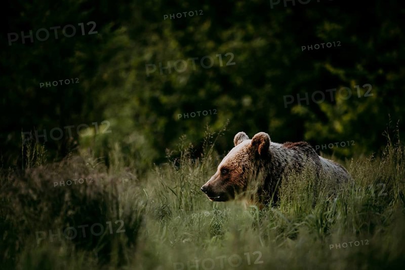 Brown bear