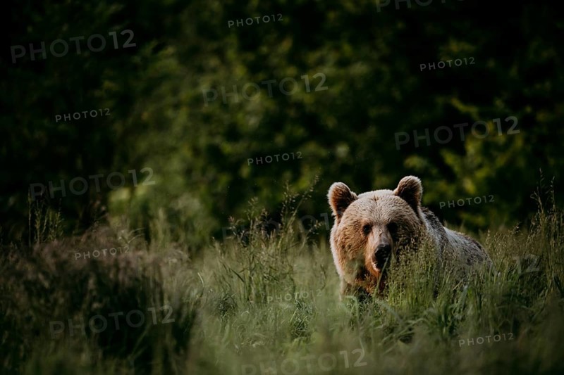Brown bear