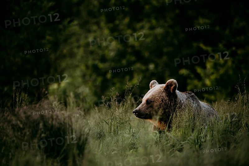 Brown bear