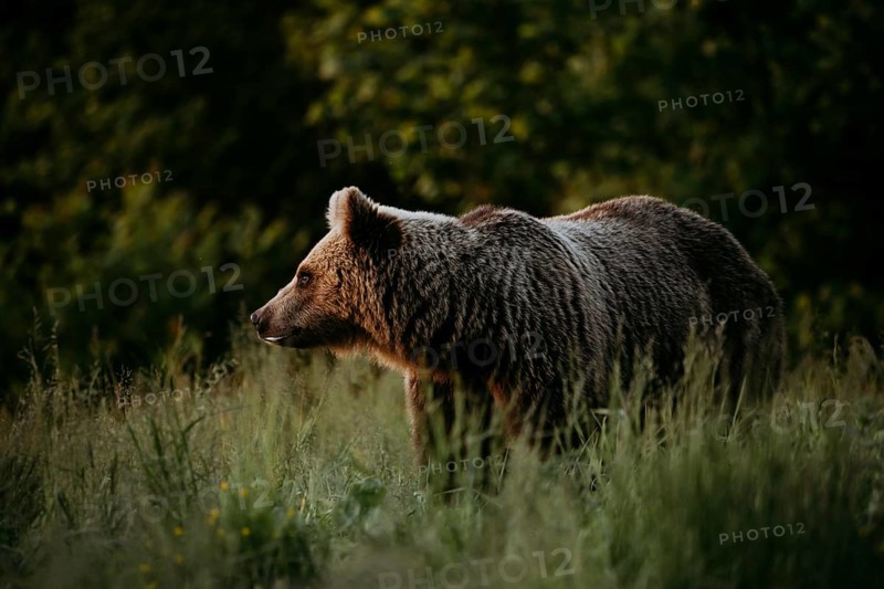 Brown bear