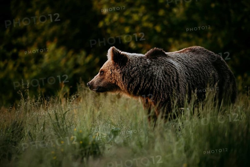 Brown bear