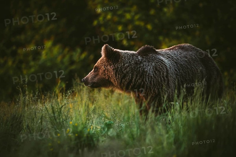 Brown bear