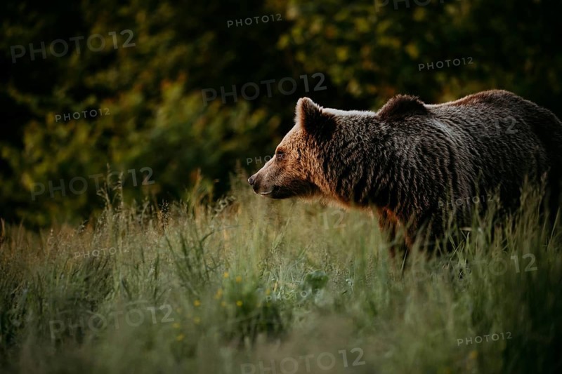 Brown bear