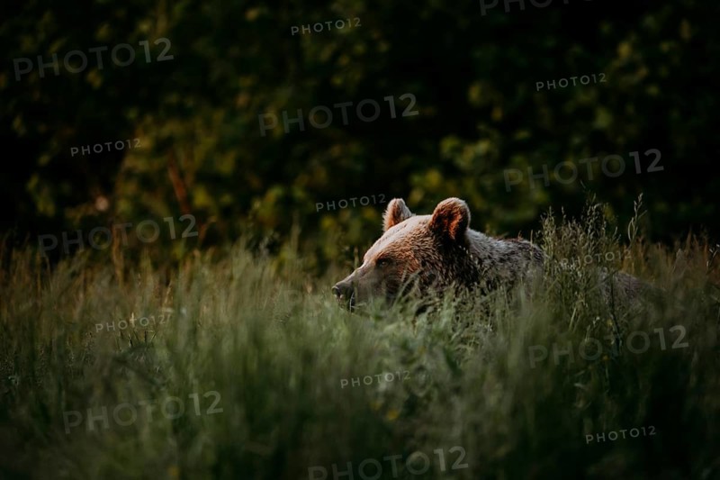 Brown bear