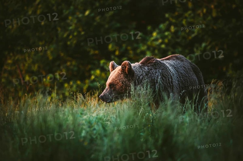 Brown bear