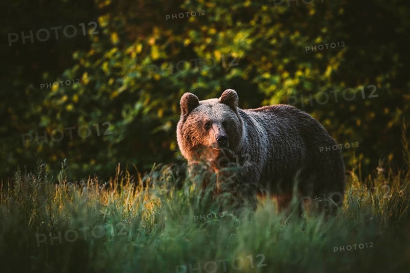 Brown bear