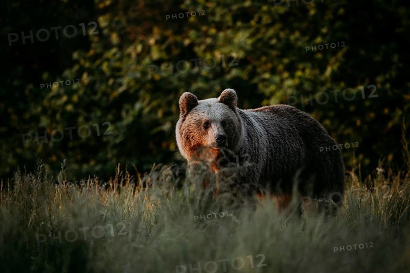 Brown bear