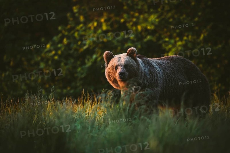 Brown bear