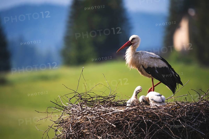 White stork
