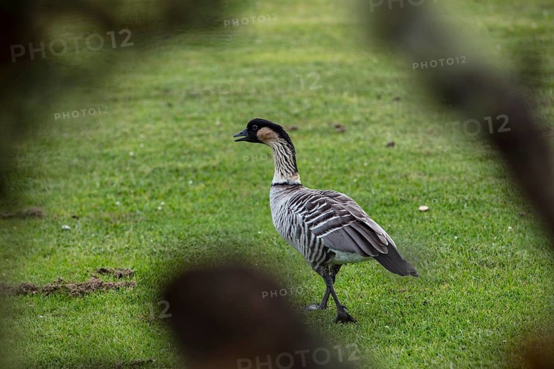 Hawaiian goose