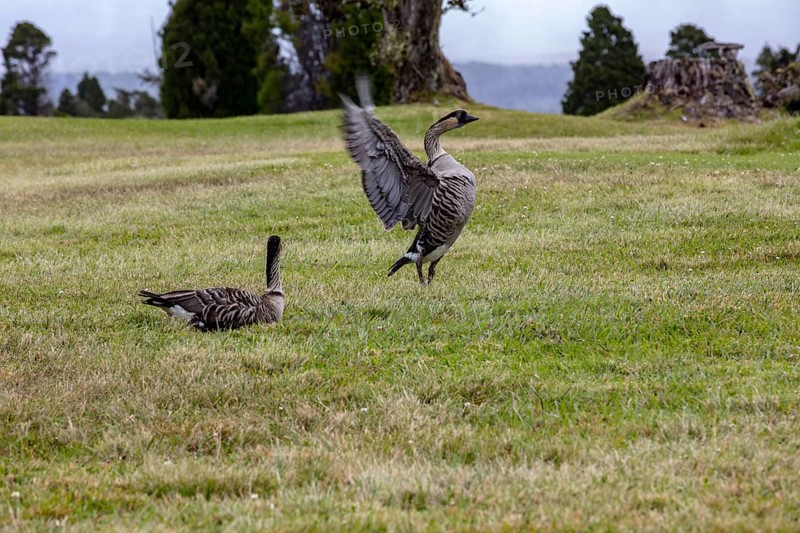 Hawaiian goose