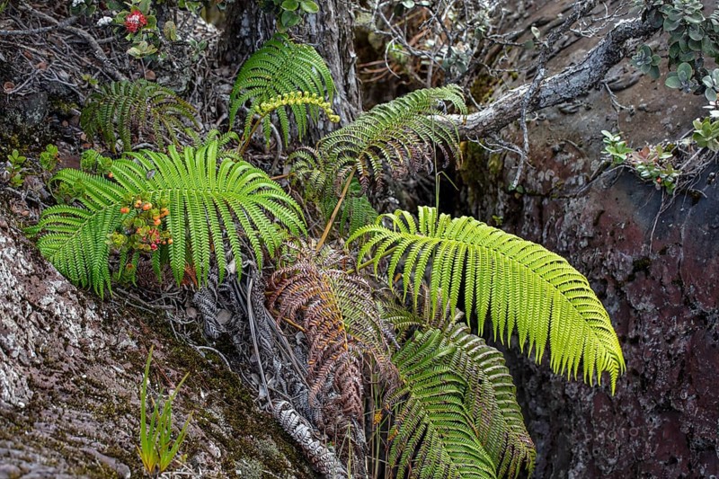 Ferns in lava fissures