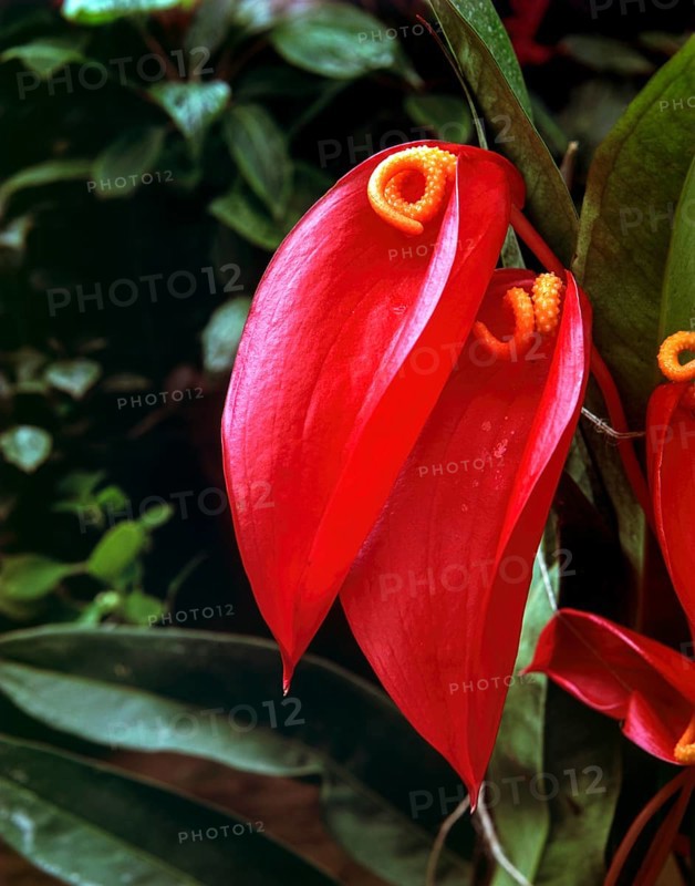 Anthurium sp. tail flowers flamingo flowers and lace leaf flower in Nilgiris