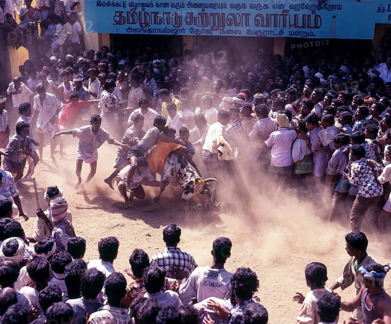 Jallikattu bull taming is part of the tamill harvest festival of Pongal in Madurai
