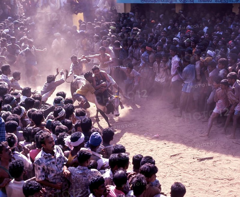 Jallikattu bull taming is part of the tamill harvest festival of pongal. young men chase the bull and try to snatch the cloth/ money that it tiet to its horns to prove their valour