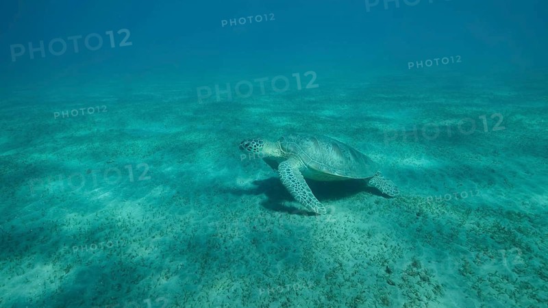 Big Sea Turtle green swim above seabed covered with green sea grass. Green sea turtle