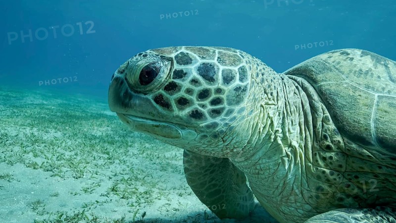 Big Sea Turtle green on seabed covered with green sea grass