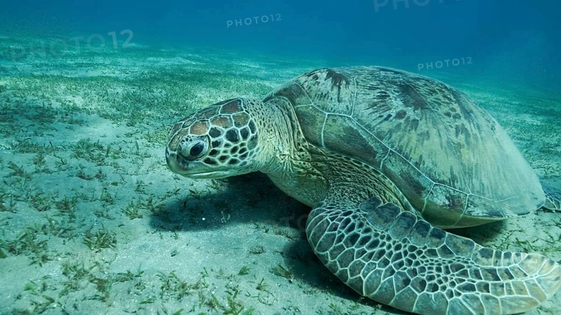 Big Sea Turtle green on seabed covered with green sea grass