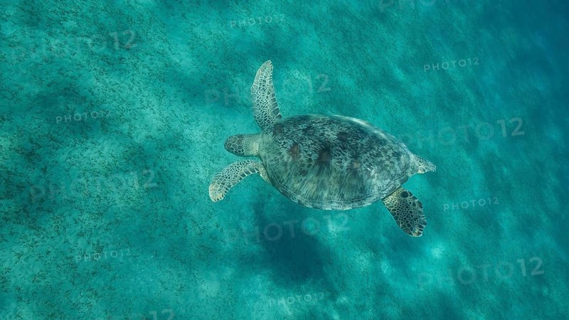 Sea turtle dives to the deep on sandy bottom covered with green sea grass. Green sea turtle