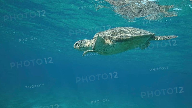 Big Sea Turtle swim under surface of the. Green sea turtle