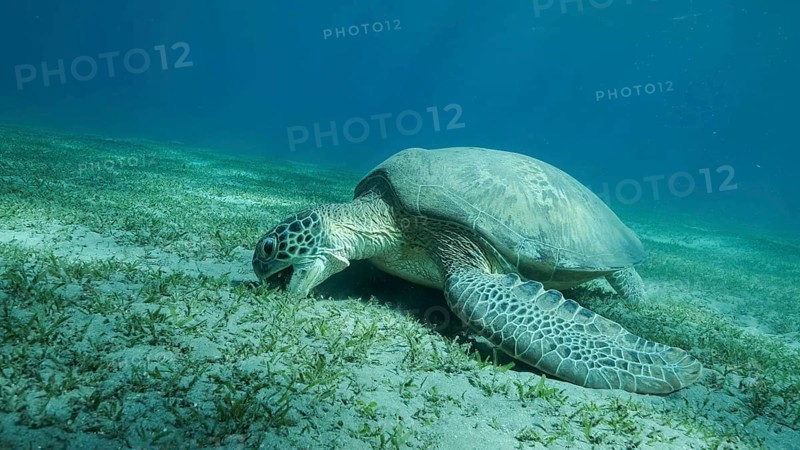 Big Sea Turtle green on seabed covered with green sea grass