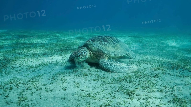 Big Sea Turtle green eats green sea grass on the seabed. Green sea turtle