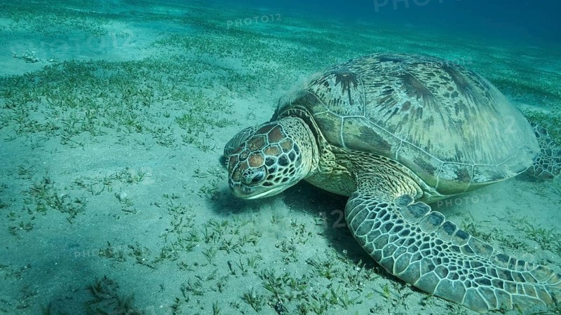 Big Sea Turtle green eats green sea grass on the seabed. Green sea turtle