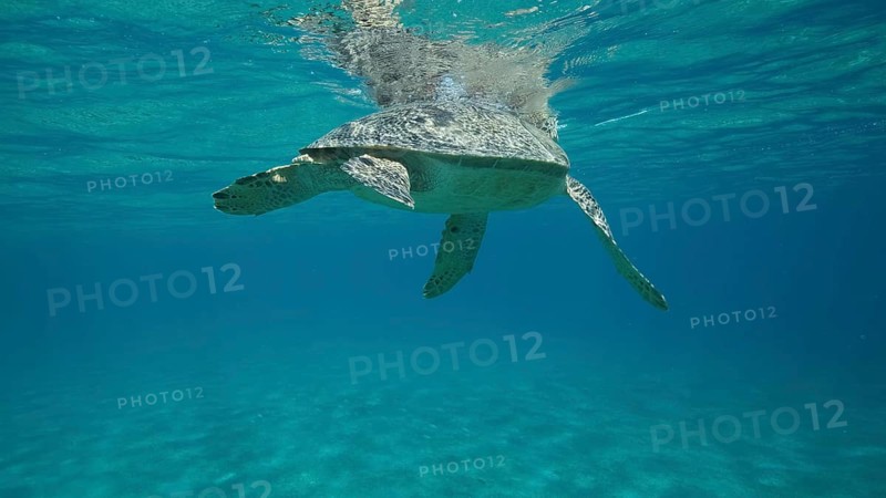 Big Sea Turtle swim under surface of the. Green sea turtle