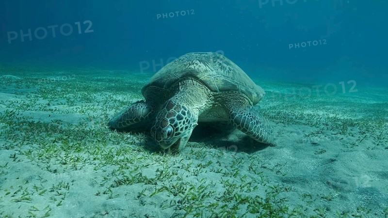 Big Sea Turtle green eats green sea grass on the seabed. Green sea turtle