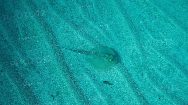 Blue-spotted stingray