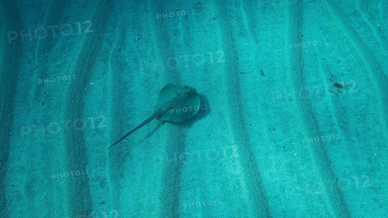 Blue-spotted stingray