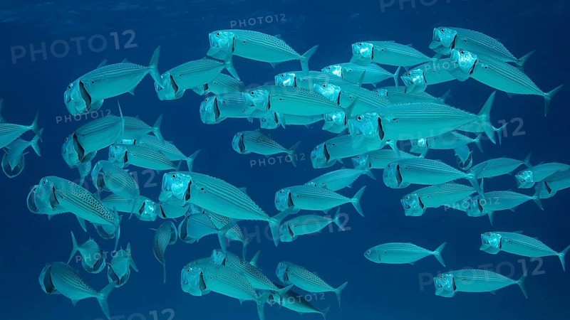 School of Mackerel fish swims in the blue water with open mouth ram feeding on planton. Underwater shot. Red sea