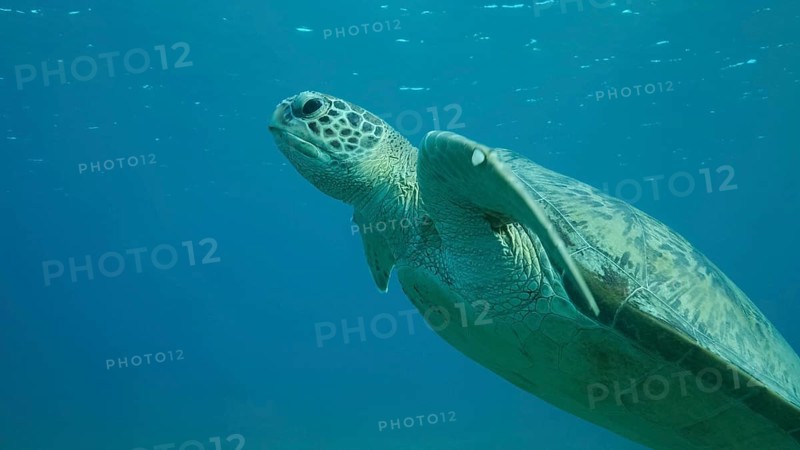 Sea turtle swims in the blue water to up