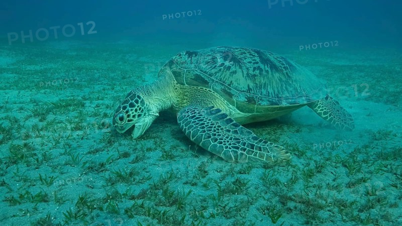 Big Sea Turtle green eats green sea grass on the seabed. Green sea turtle