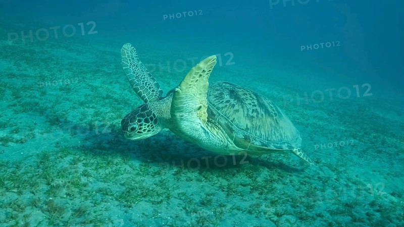 Big Sea Turtle green swim above seabed covered with green sea grass. Green sea turtle
