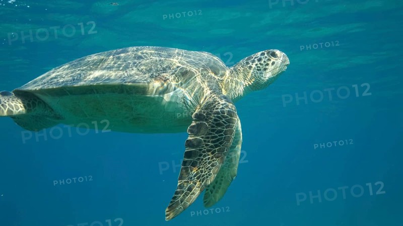 Big Sea Turtle swim under surface of the. Green sea turtle